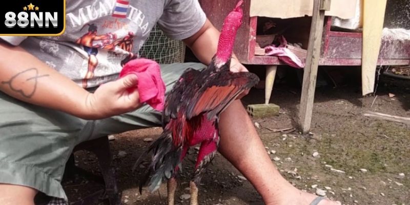 Cách nuôi gà đá chân mạnh xây dựng chế độ dinh dưỡng khoa học Cách nuôi gà đá chân mạnh xây dựng chế độ dinh dưỡng khoa học