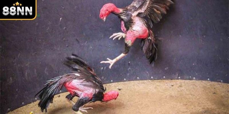Tại sao cách nuôi gà đá chân mạnh lại quan trọng? Tại sao cách nuôi gà đá chân mạnh lại quan trọng?