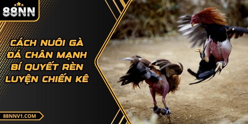 Cách Nuôi Gà Đá Chân Mạnh Bí Quyết Rèn Luyện Chiến Kê