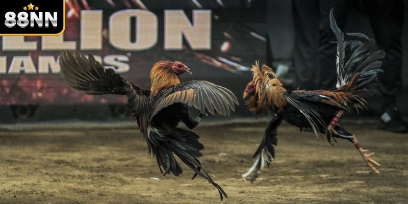 Đá gà trên Casino là gì? Đá gà trên Casino là gì?