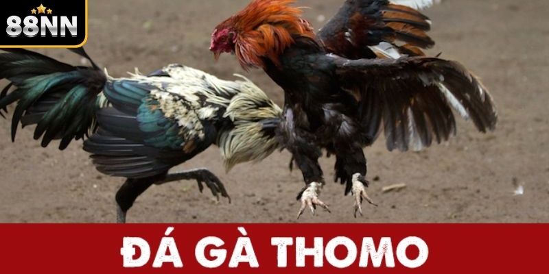 Tổng quan về quy luật của đá gà Thomo Tổng quan về quy luật của đá gà Thomo